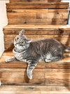 Shackleton - Photo 3