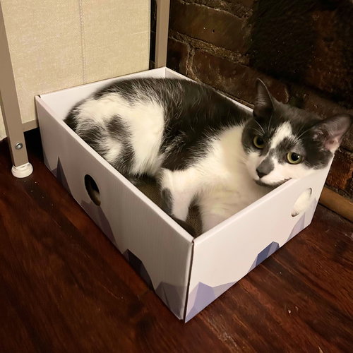 A PAIR CALLED VITALIA & VOLTAIRE - Domestic Short Hair available for adoption