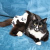 adoptable Cat in brooklyn, NY named Sir