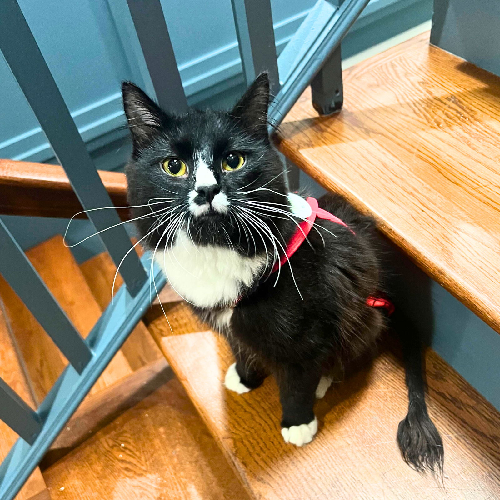 adoptable Cat in Brooklyn, NY named Sir