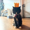Sir - Photo 4