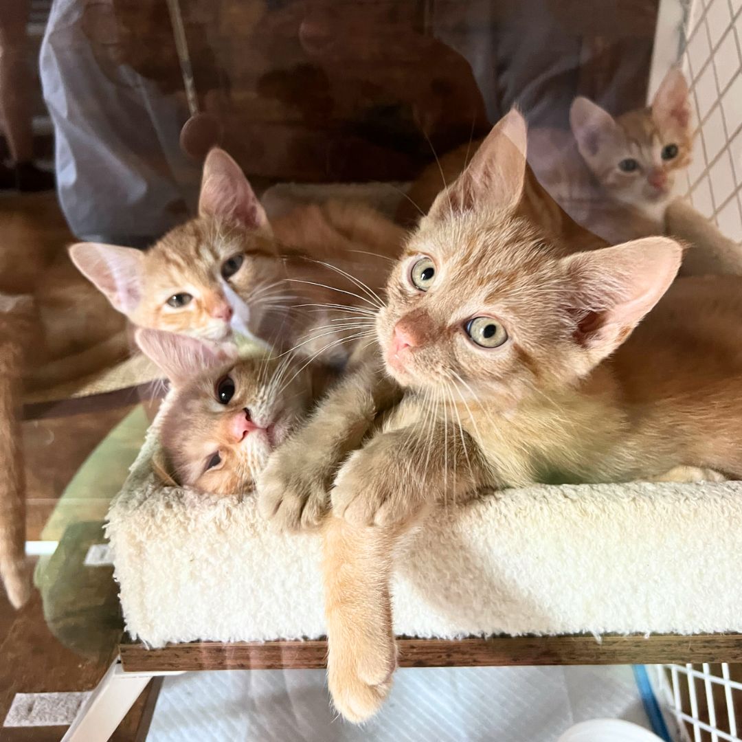 adoptable Cat in Brooklyn, NY named Sea Kittens