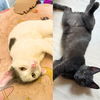 adoptable Cat in , NY named Monet & Picasso