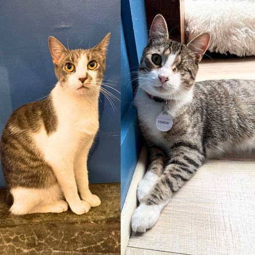 picture of the cat needing adoption