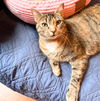 adoptable Cat in Brooklyn, NY named Beema