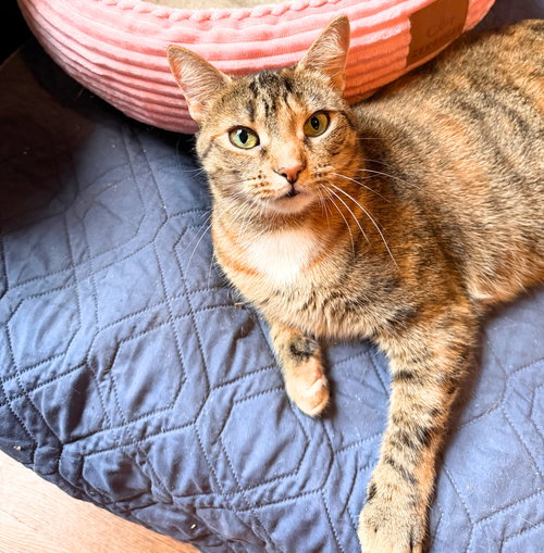 picture of the cat needing adoption