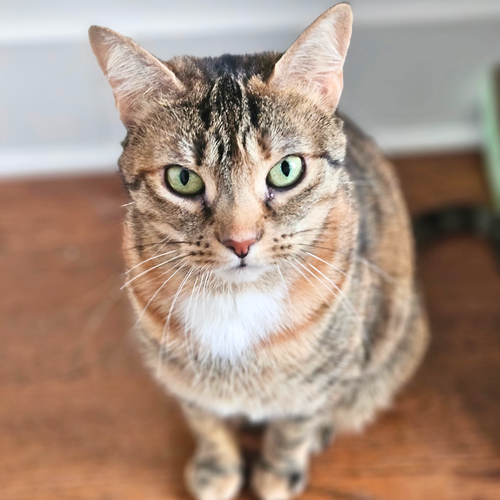 BEEMA - Domestic Short Hair for adoption in New York