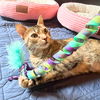 adoptable Cat in Brooklyn, NY named Beema