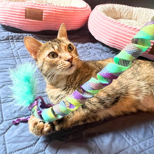 BEEMA - Domestic Short Hair available for adoption