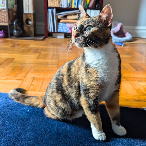 LOPUNNY - Domestic Short Hair available for adoption