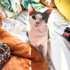 adoptable Cat in brooklyn, NY named Orla Gerritsen