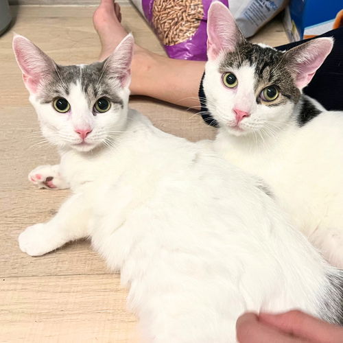 picture of the cat needing adoption