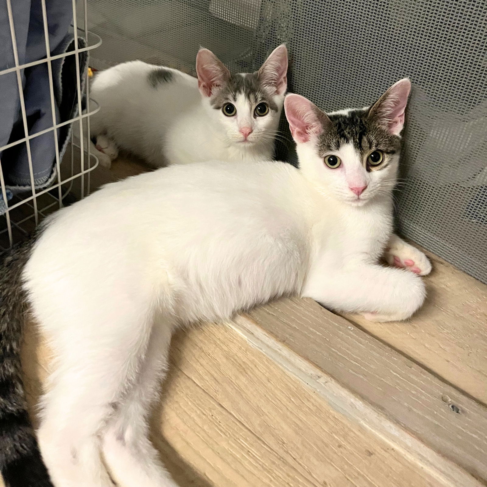 adoptable Cat in Brooklyn, NY named Mayo & Mustard