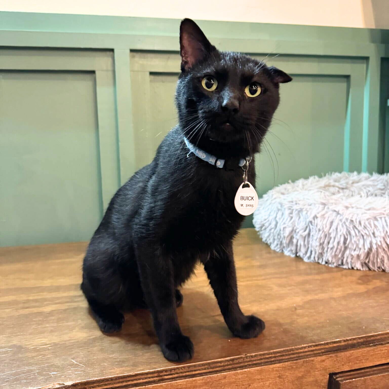 adoptable Cat in Brooklyn, NY named Buick Blake