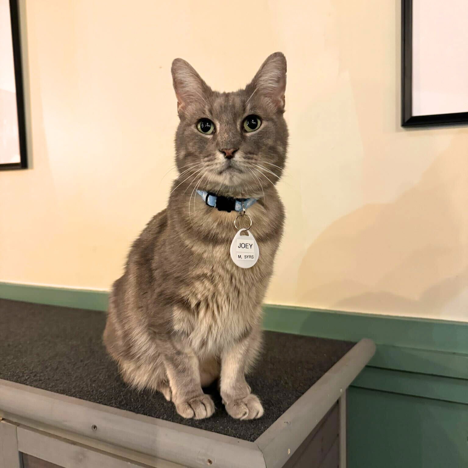 adoptable Cat in Brooklyn, NY named Joey