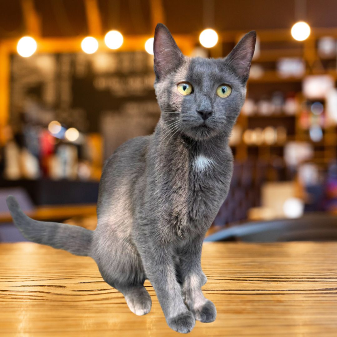 adoptable Cat in Brooklyn, NY named Canelè