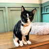 adoptable Cat in Brooklyn, NY named Merlow