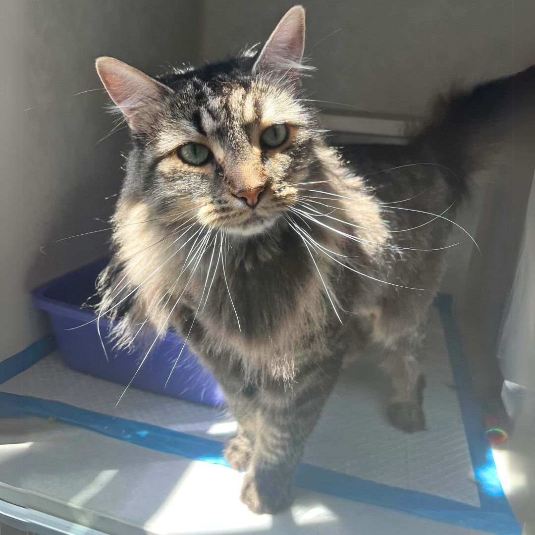 adoptable Cat in Brooklyn, NY named Ella