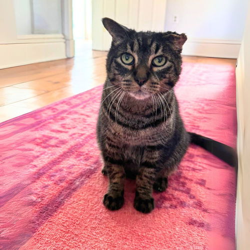 picture of the cat needing adoption