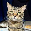 adoptable Cat in , NY named Milo Powell