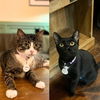 adoptable Cat in Brooklyn, NY named Amur & Ebro