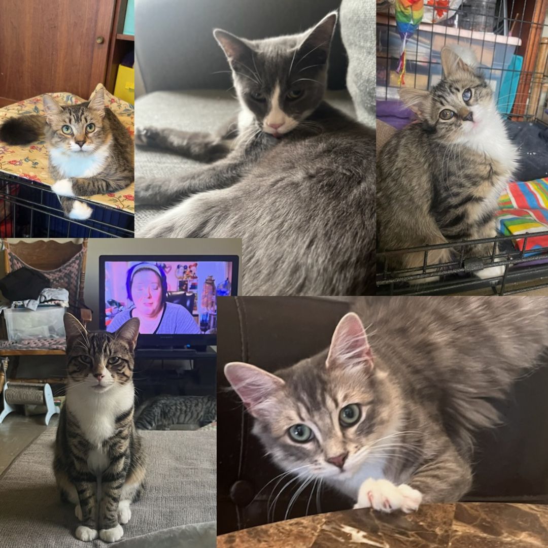 adoptable Cat in Brooklyn, NY named Astrid, Athena, Atticus, Othello & Calliope