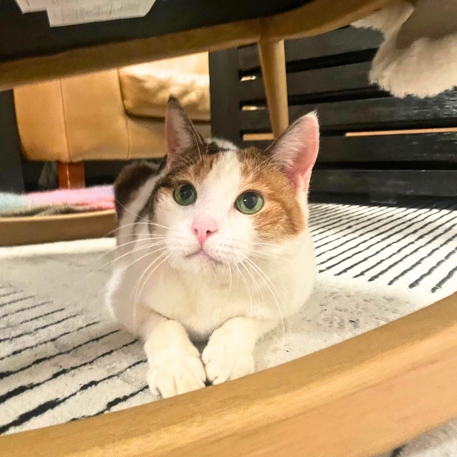 adoptable Cat in Brooklyn, NY named Boise