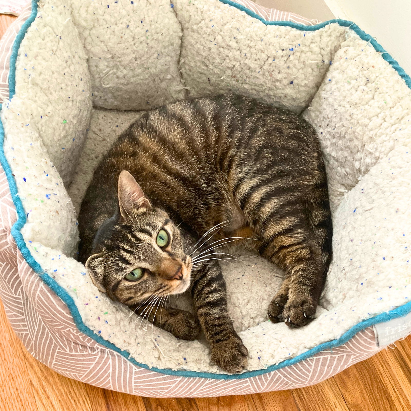 adoptable Cat in Brooklyn, NY named Brave Bristol