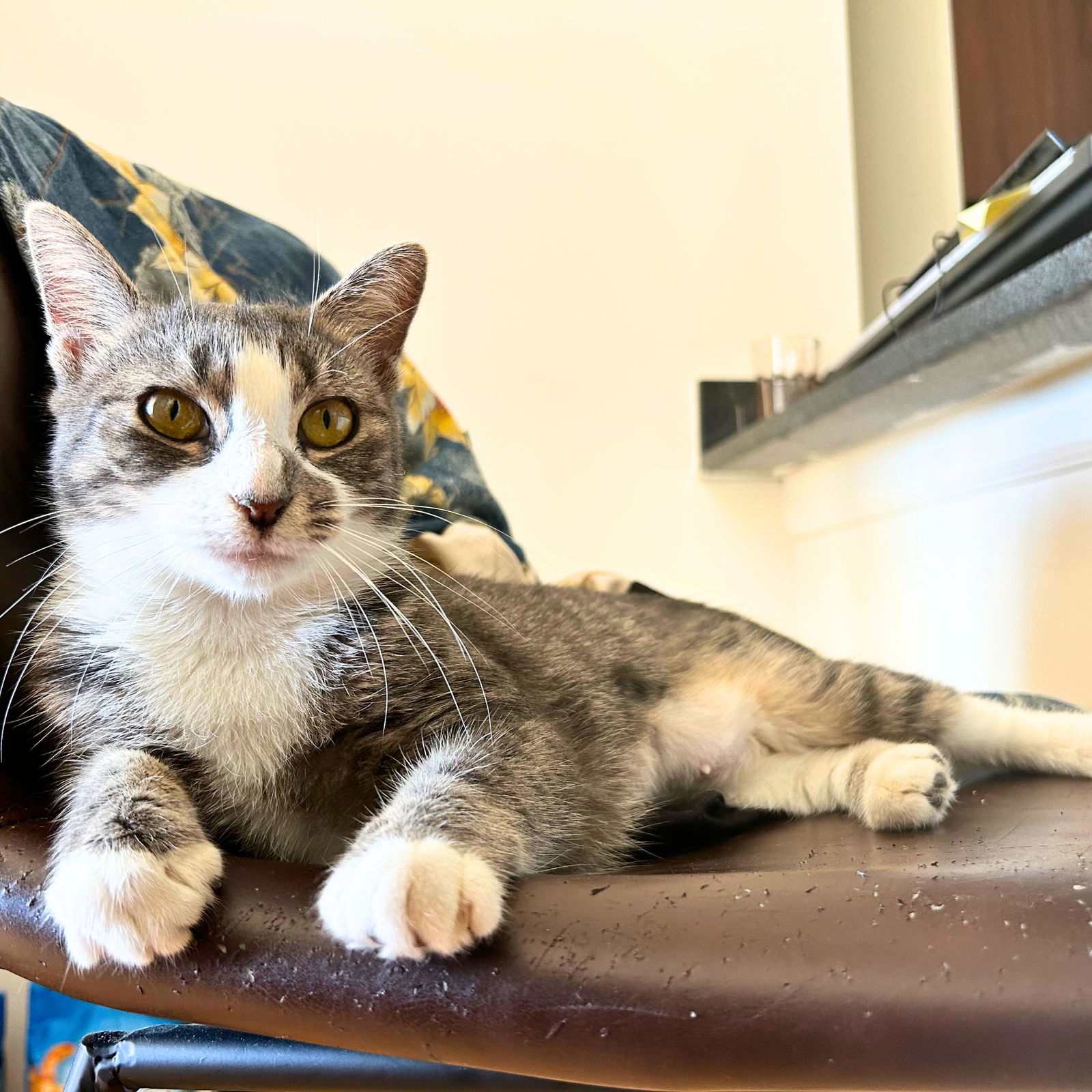 adoptable Cat in Brooklyn, NY named Sugar Buzz