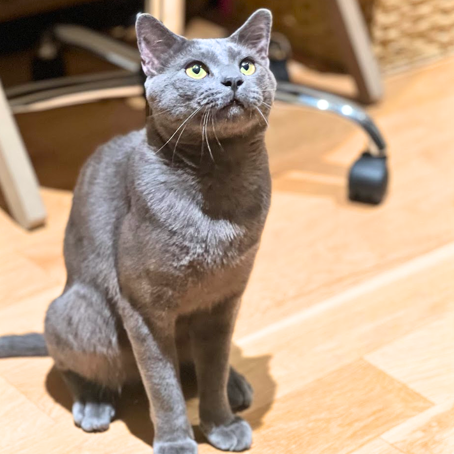 adoptable Cat in Brooklyn, NY named Winslow Low