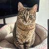 Lady Lovibond Pelham - Photo 1