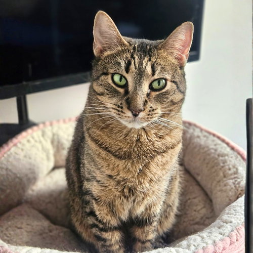 LADY LOVIBOND PELHAM - Domestic Short Hair for adoption in New York