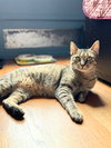 Lady Lovibond Pelham - Photo 2