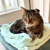 adoptable Cat in brooklyn, NY named Felix