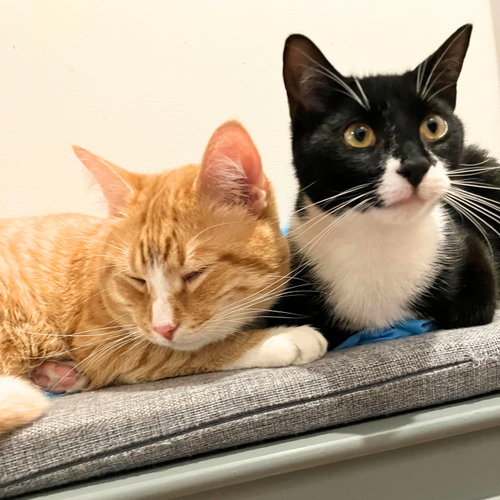 Photo 5 of Tony the Tiger & Elroy Perez