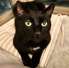 adoptable Cat in brooklyn, NY named Erie
