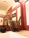 Coco - Photo 3