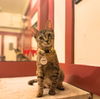 adoptable Cat in , NY named Coco