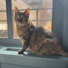 Coco - Photo 1