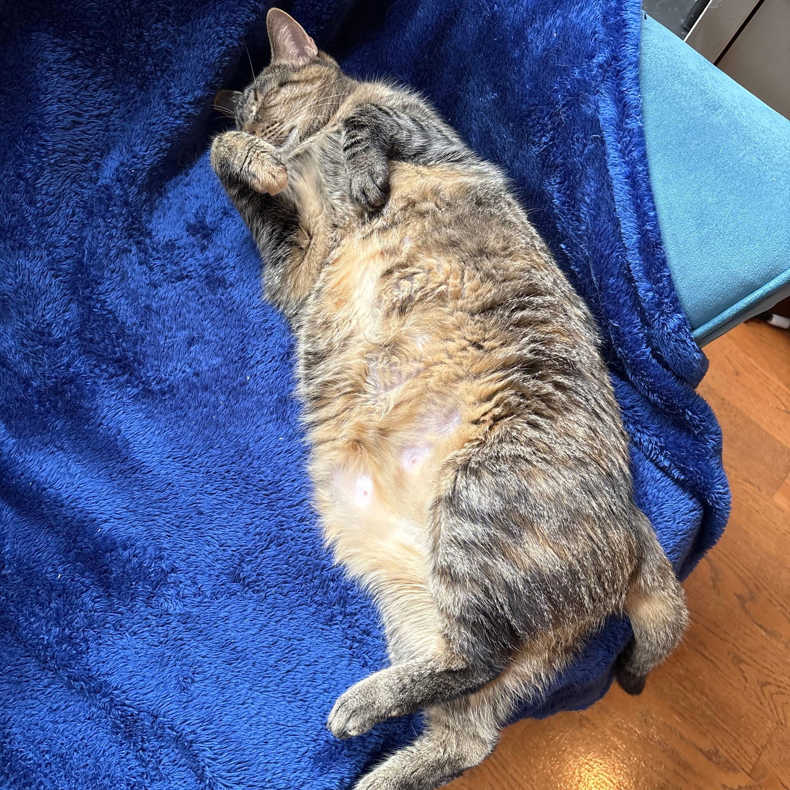 Coco, photo 7