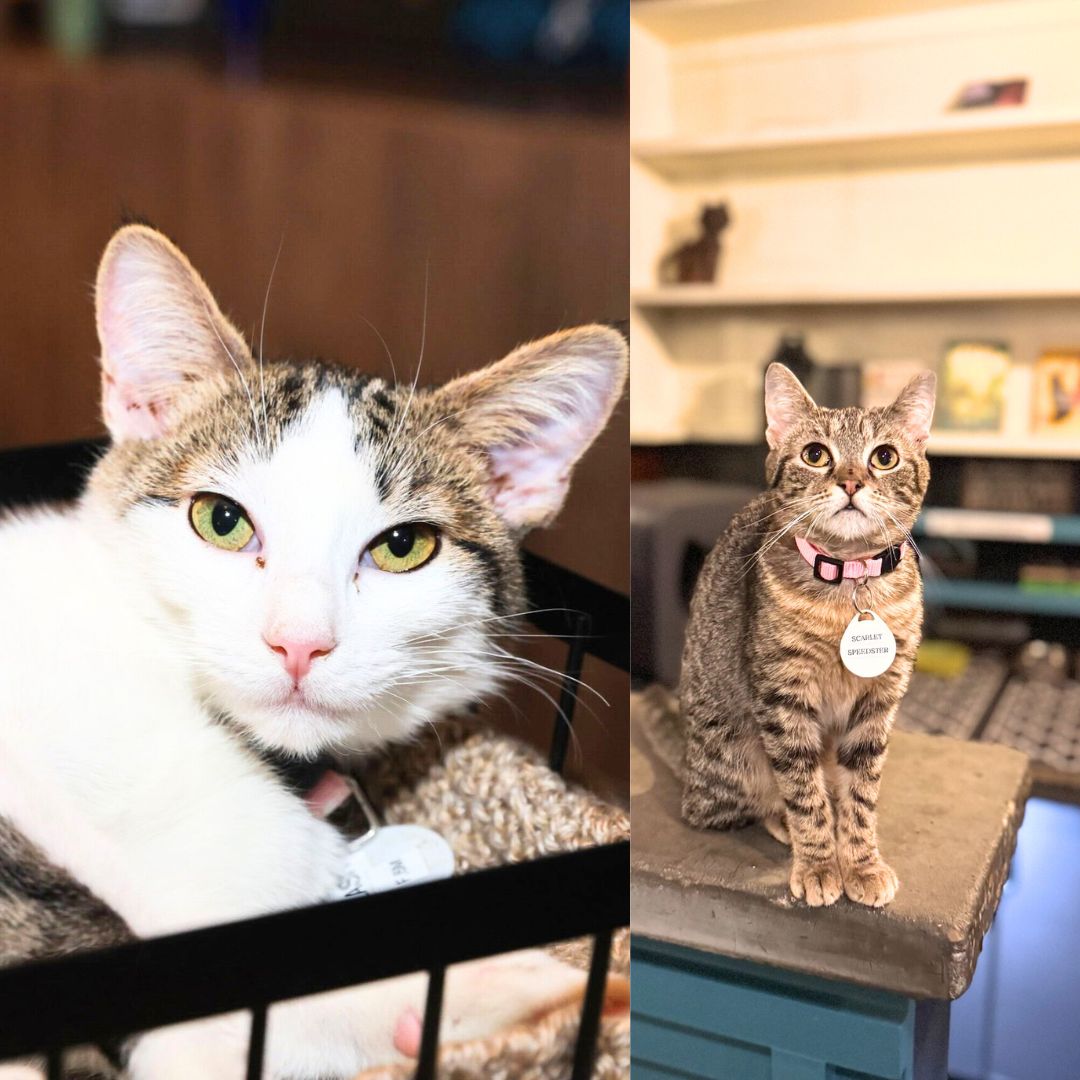 adoptable Cat in Brooklyn, NY named Flash & Scarlet Speedster