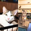 adoptable Cat in brooklyn, NY named Flash & Scarlet Speedster