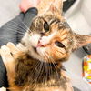 adoptable Cat in brooklyn, NY named Mariah