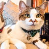 adoptable Cat in brooklyn, NY named Nala
