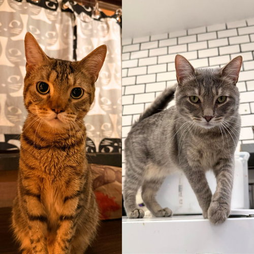 picture of the cat needing adoption