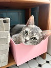 Dorian Dinghy & Tyler Tugboat - Photo 5