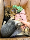 Dorian Dinghy & Tyler Tugboat - Photo 4