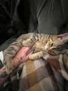 Dorian Dinghy & Tyler Tugboat - Photo 3