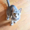adoptable Cat in Brooklyn, NY named Beaker