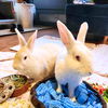adoptable Rabbit in  named Little Bunny & Pearl